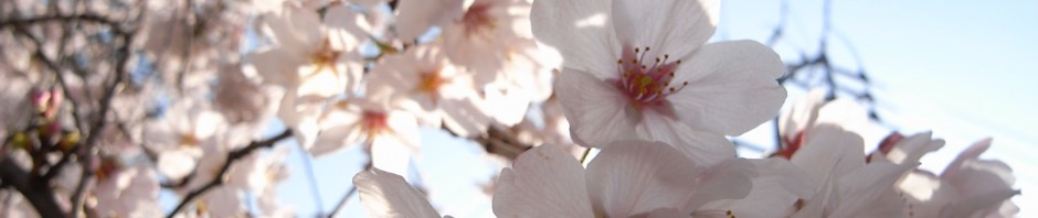 sakura, 2011